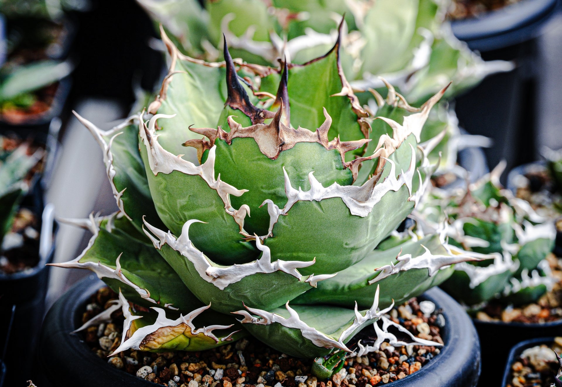 植物図鑑】アガベ・オテロイ（Agave oteroi）とは？青灰色の葉が魅力的