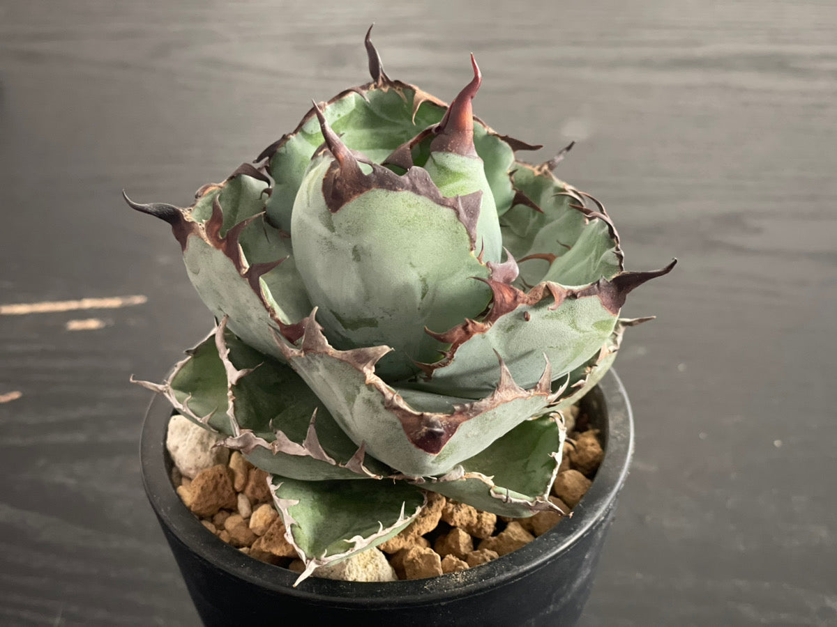 植物図鑑】アガベ・チタノタ 'ブラック・アンド・ブルー'（Agave