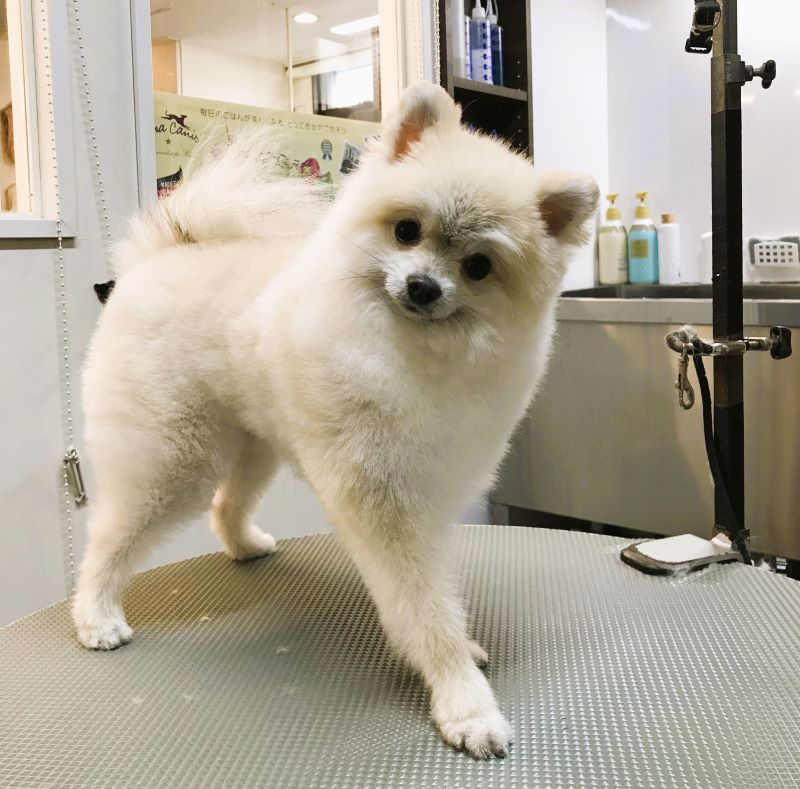 リルドッグ7周年 | Lil'DOG