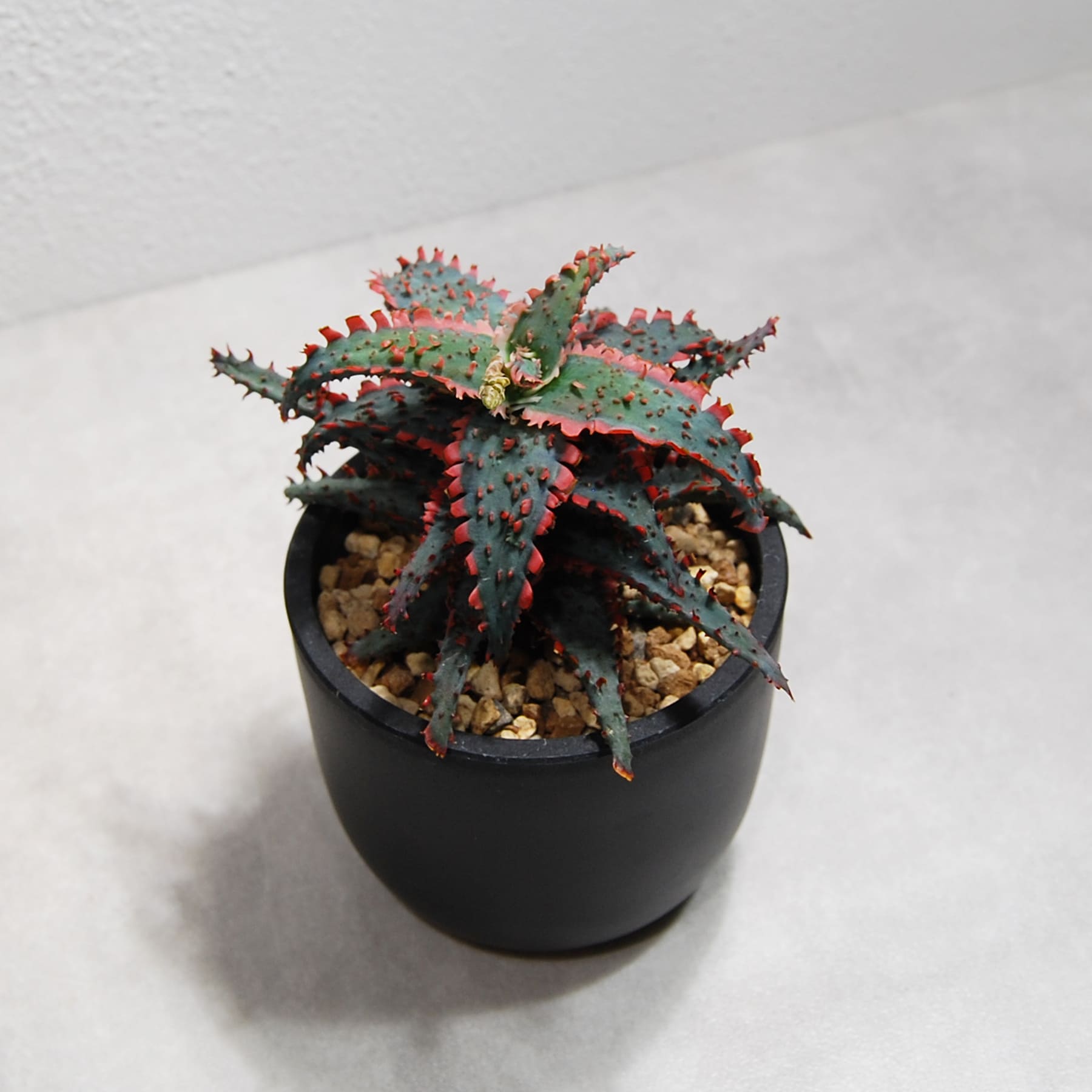 ハイブリッドアロエを2点オンラインストアに追加しました