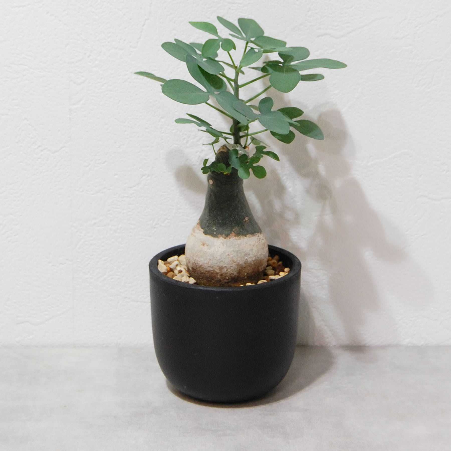 アデニア グラウカ（幻蝶かずら）041 – linkplants -リンクプランツ-