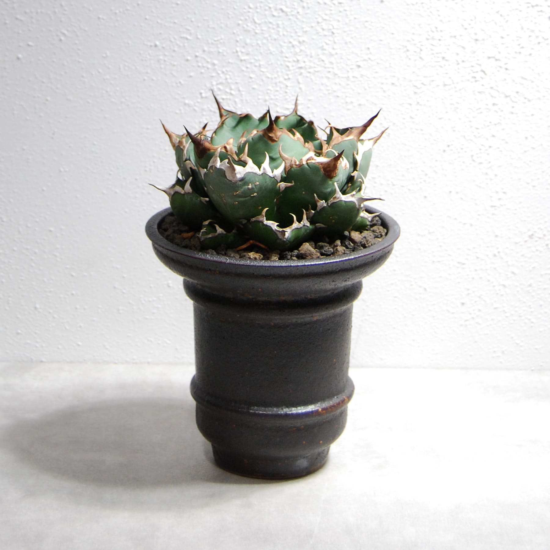 特選 チタノタ 姫厳竜 (シーザー パキポディウム グラキリス SRL