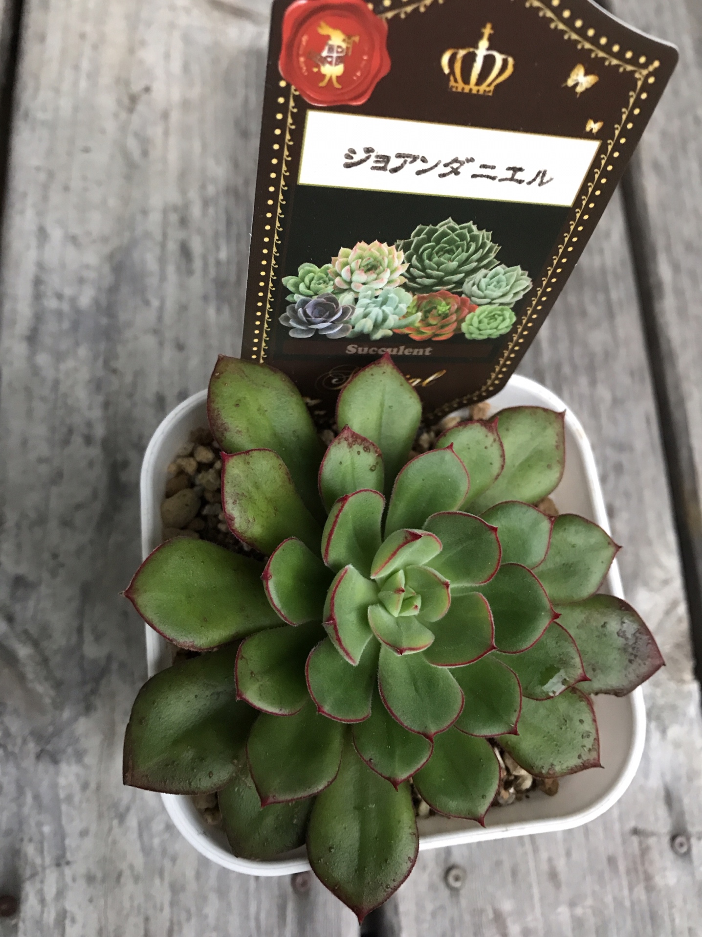 PARTERRE / ジョアンダニエル