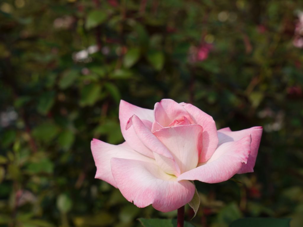 京成バラ園 【グラデーションが美しいバラ】 | ぴすけの庭