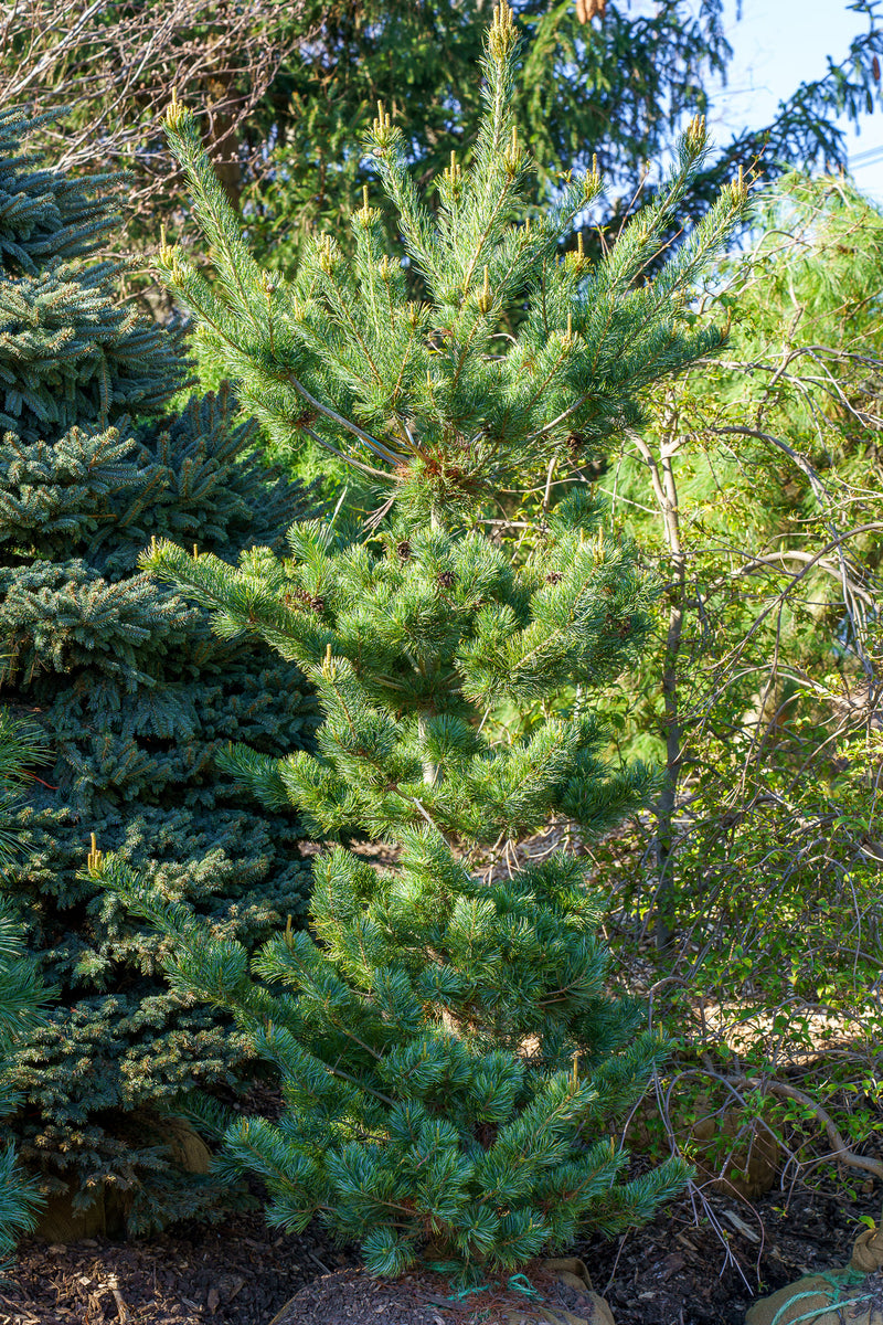 Tempelhof Japanese White Pine – Plant Detectives
