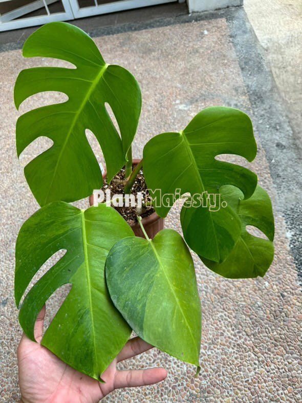 Monstera Green On Green Variegated Large – Plant Majesty