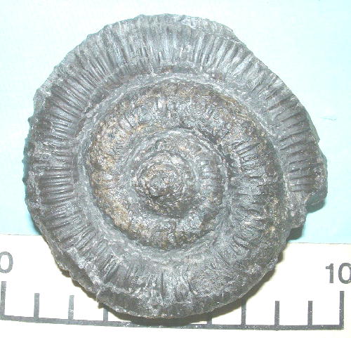 ディディモセラス