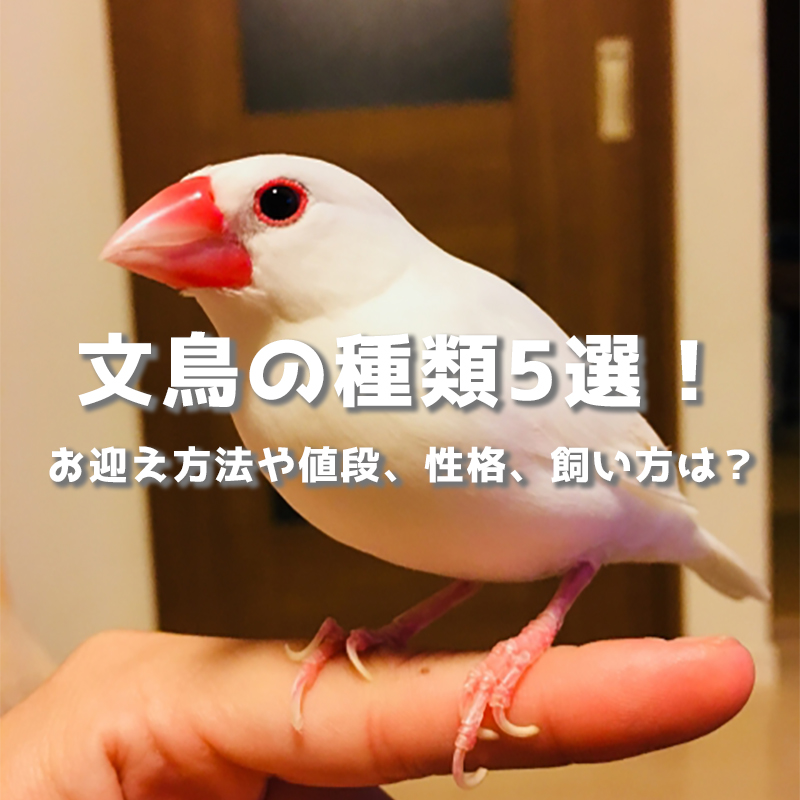 文鳥の種類5選！文鳥のお迎え方法や値段、性格、飼い方は？