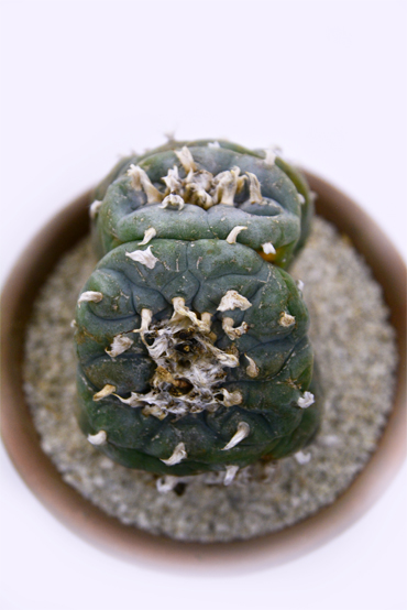 ロホホラ 烏羽玉綴化 | 叢 – くさむら – Qusamura