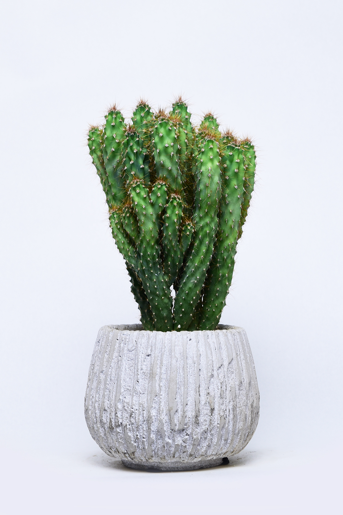 セレウスsp. モンストローサ | 叢 – くさむら – Qusamura