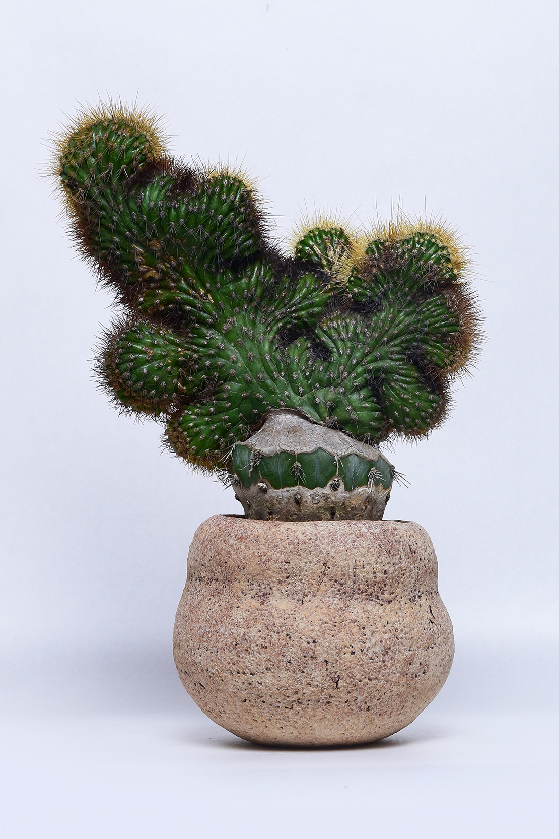 パキセレウス 武倫柱綴化 | 叢 – くさむら – Qusamura