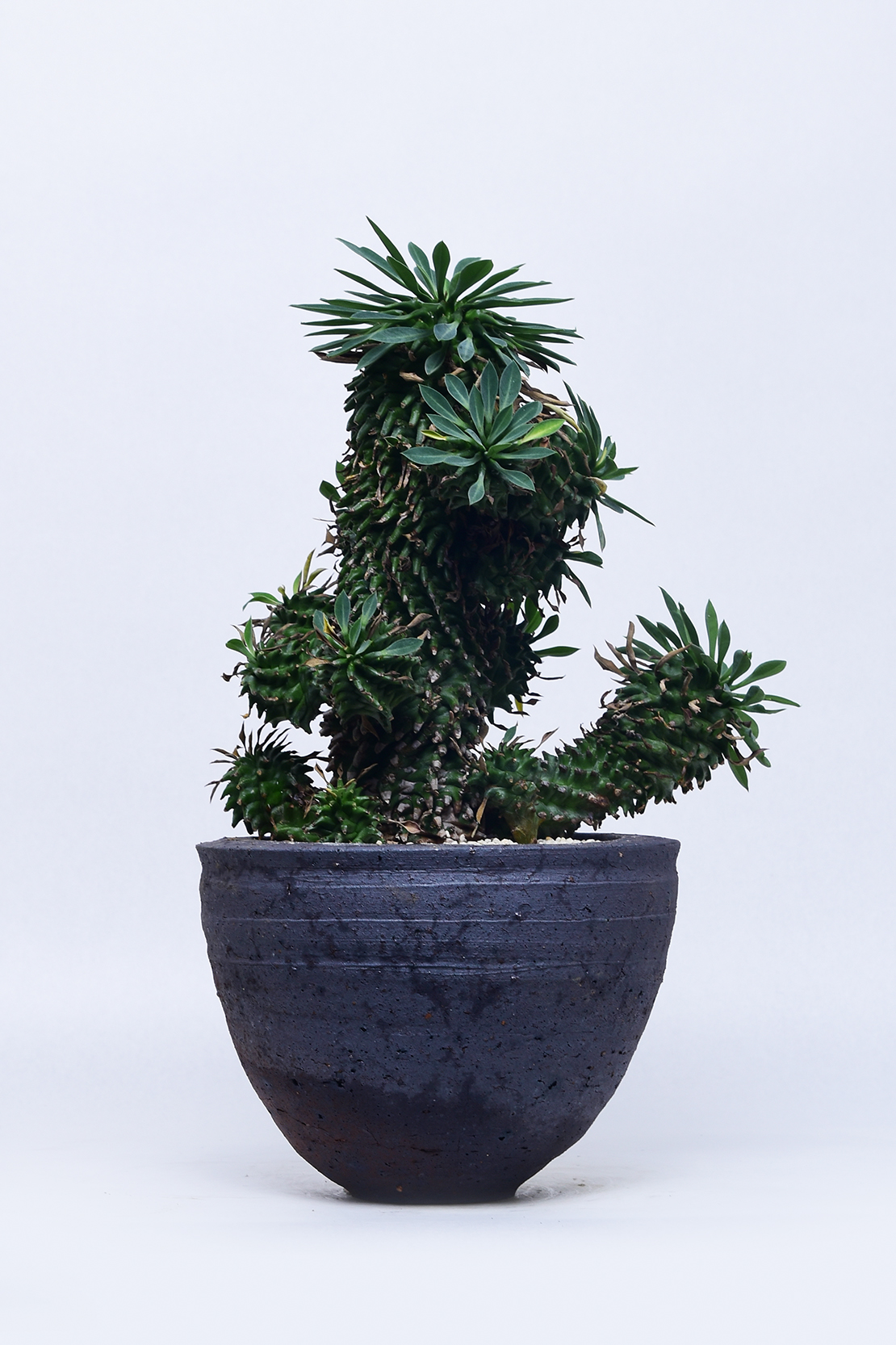 ユーフォルビア 安曇野鉄甲 | 叢 – くさむら – Qusamura