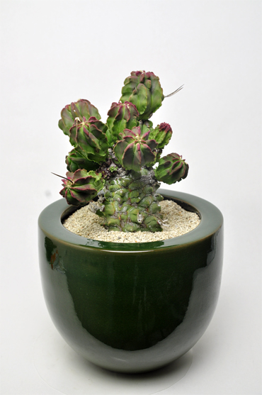 奇巌大鳳玉 | 叢 – くさむら – Qusamura