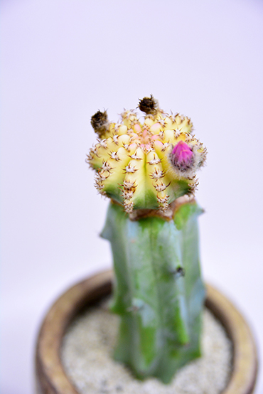 エキノプシス ロイホワイト | 叢 – くさむら – Qusamura