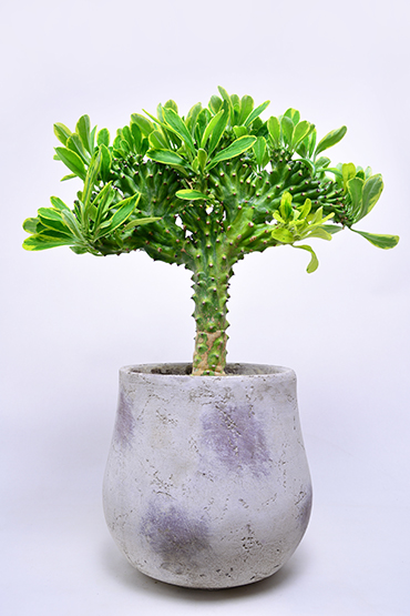 ユーフォルビア キリン角錦綴化 | 叢 – くさむら – Qusamura