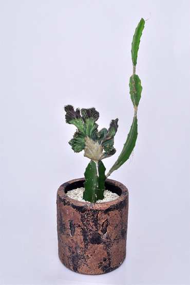 残雪の峰 | 叢 – くさむら – Qusamura