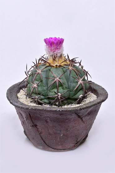 雷帝 | 叢 – くさむら – Qusamura