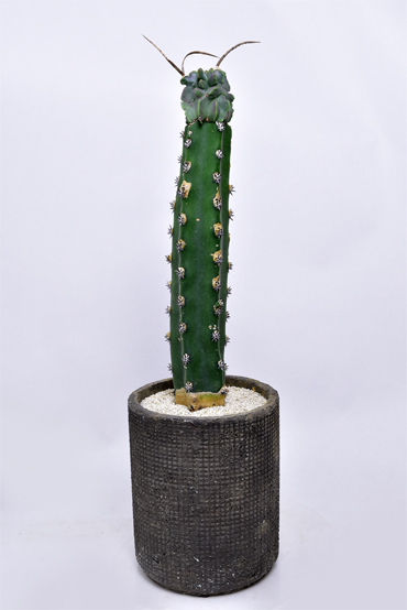 奇巌大鳳玉 | 叢 – くさむら – Qusamura