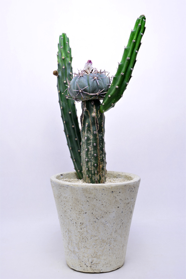 エキノカクタス 雷帝 | 叢 – くさむら – Qusamura