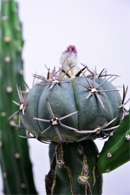 エキノカクタス 雷帝 | 叢 – くさむら – Qusamura