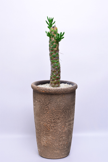 アウストロキリンドロプンチア 将軍 | 叢 – くさむら – Qusamura