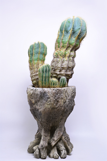 エリオカクタス 英冠玉 | 叢 – くさむら – Qusamura