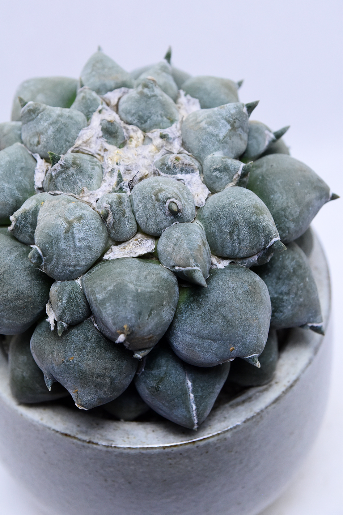 アリオカルプス 変わり疣青磁牡丹 | 叢 – くさむら – Qusamura