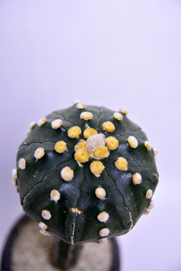 アストロフィツム 王冠瑠璃兜 | 叢 – くさむら – Qusamura