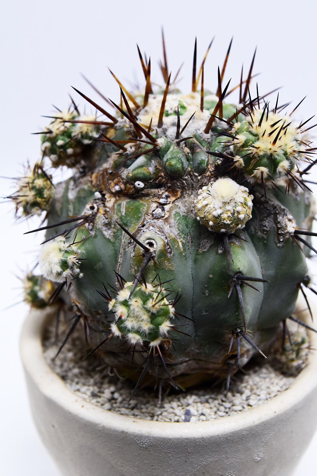 コピアポア 強刺黒王丸 | 叢 – くさむら – Qusamura