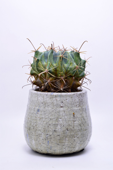 フェロカクタス 江守 | 叢 – くさむら – Qusamura