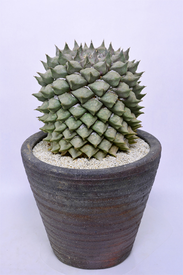 アリオカルプス 花牡丹 | 叢 – くさむら – Qusamura