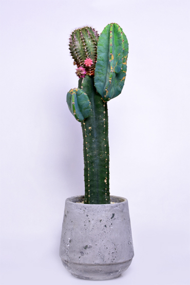 緋牡丹錦 | 叢 – くさむら – Qusamura