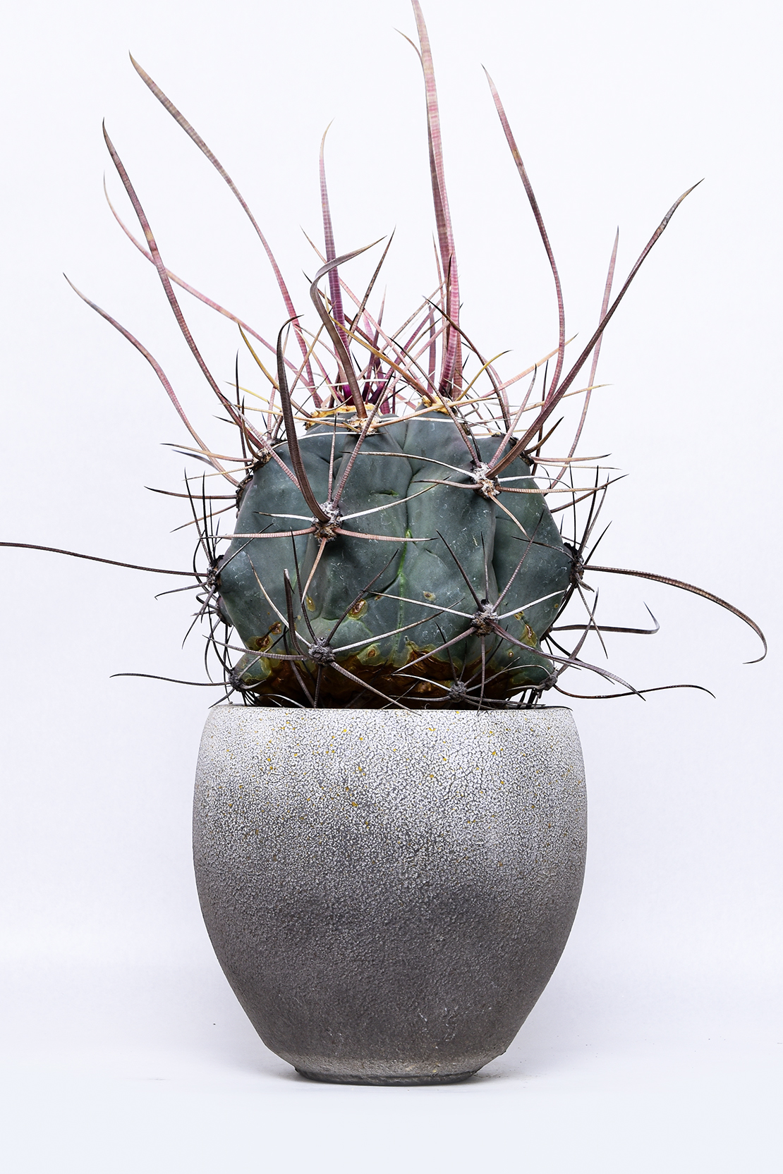 フェロカクタス 偉冠竜 | 叢 – くさむら – Qusamura