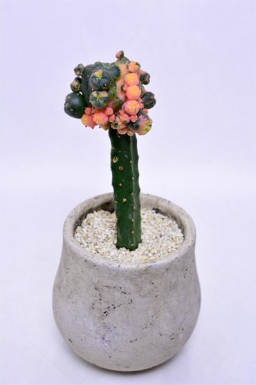 ロホホラ 烏羽玉錦 | 叢 – くさむら – Qusamura