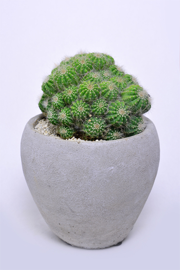 エリオカクタス 姫英冠玉 | 叢 – くさむら – Qusamura