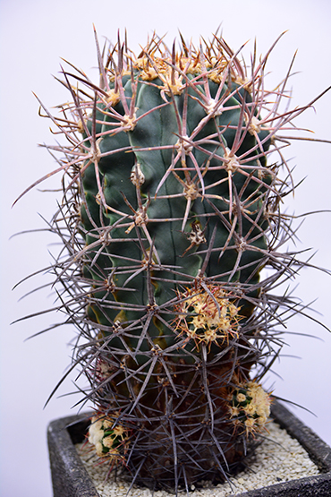 エキノカクタス 大竜冠 | 叢 – くさむら – Qusamura