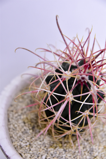 白鳥丸 | 叢 – くさむら – Qusamura