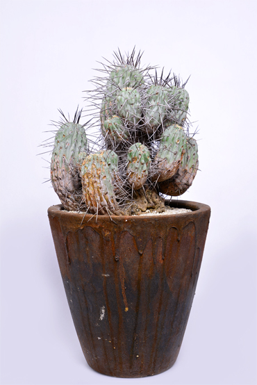 コピアポア 黒士冠 | 叢 – くさむら – Qusamura