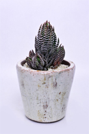 フェロカクタス 白鳥丸 | 叢 – くさむら – Qusamura