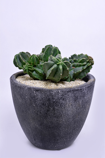 アストロフィツム 奇巌大鳳玉 | 叢 – くさむら – Qusamura