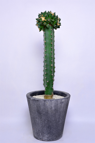 アリオカルプス 亀甲牡丹ヒントニー | 叢 – くさむら – Qusamura