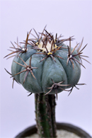 エキノカクタス 雷帝 | 叢 – くさむら – Qusamura