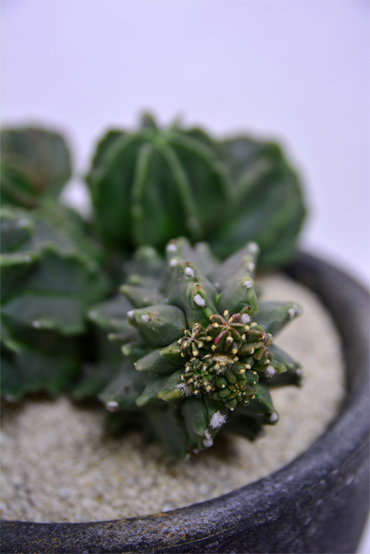 アストロフィツム 奇巌大鳳玉 | 叢 – くさむら – Qusamura