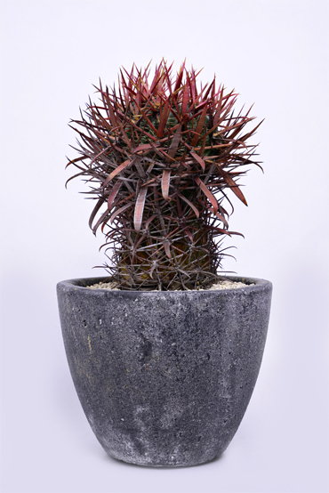 フェロカクタス 神仙玉 | 叢 – くさむら – Qusamura