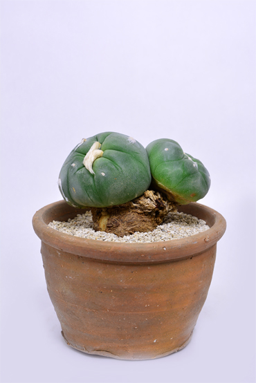 ロホホラ 翠冠玉 | 叢 – くさむら – Qusamura