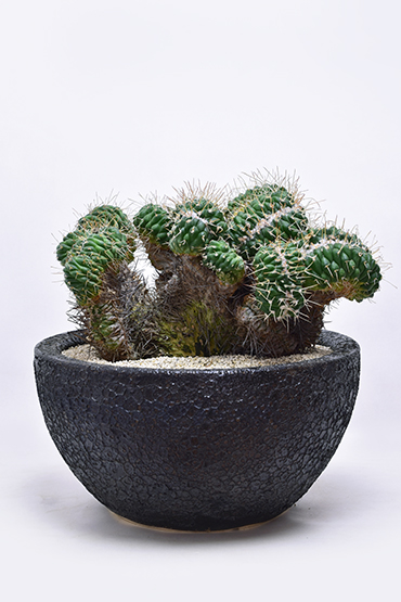 マミラリア 白竜丸綴化 | 叢 – くさむら – Qusamura