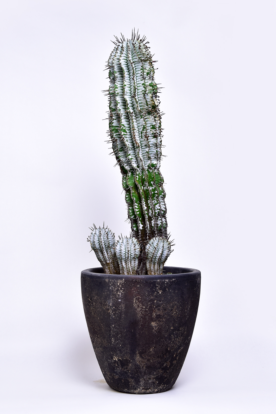 ユーフォルビア ゼブラホリダ | 叢 – くさむら – Qusamura