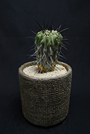 フェロカクタス 白鳥丸 | 叢 – くさむら – Qusamura