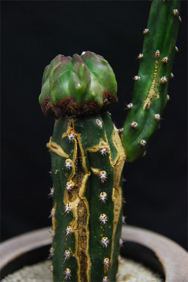 奇巌大鳳玉 | 叢 – くさむら – Qusamura