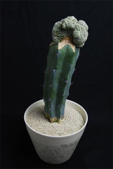 精巧丸綴化 | 叢 – くさむら – Qusamura